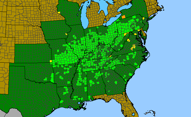 The range of Scutellaria incana var. punctata